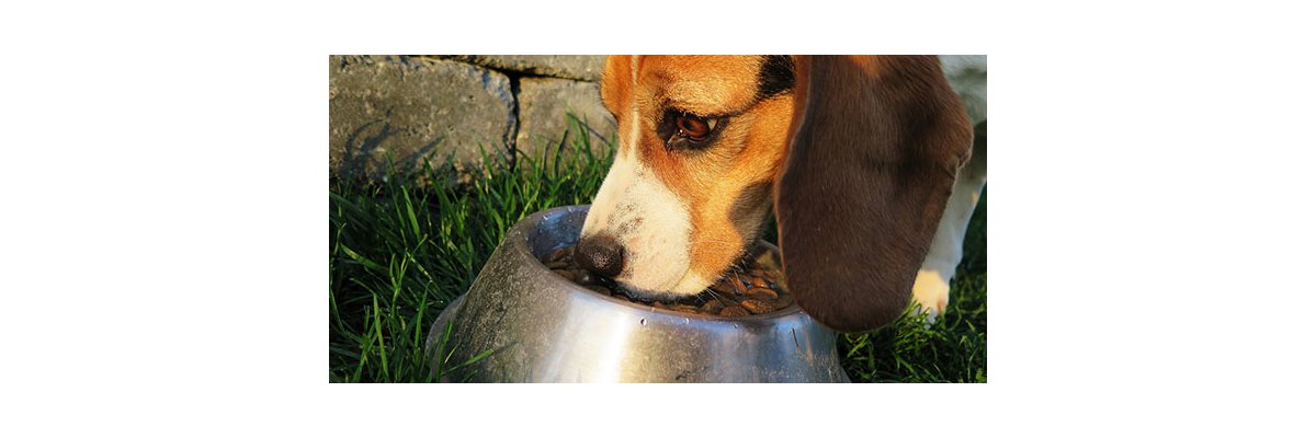 Ausgewogene Ernährung beim Hund - Tipps für eine ausgewogene Ernährung Ihres Hundes