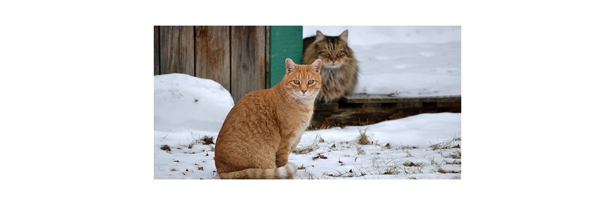 Freilaufkatzen im Winter - Freilaufkatzen im Winter unterstützen