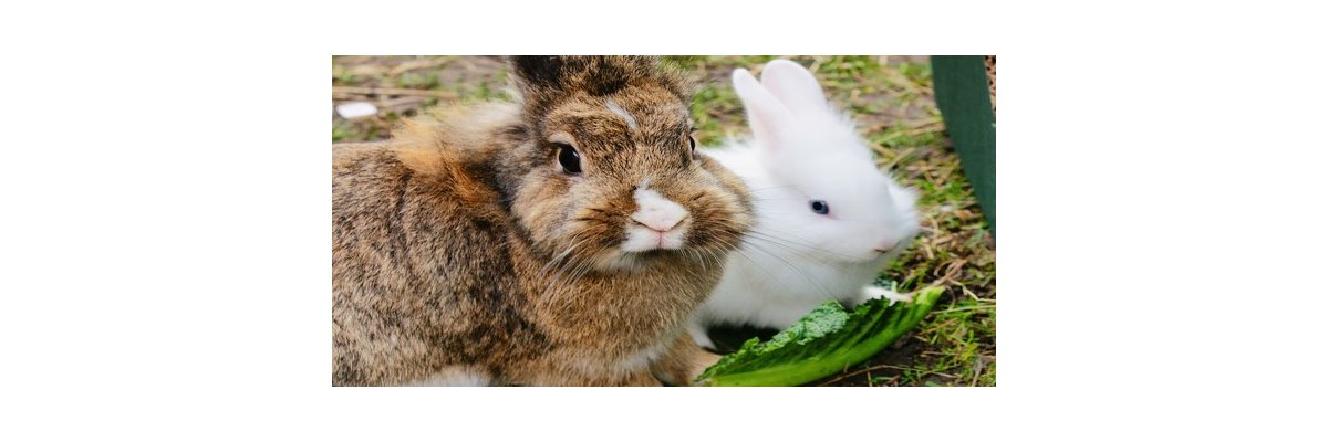 Außenhaltung von Kaninchen - Die richtige Außenhaltung für Kaninchen