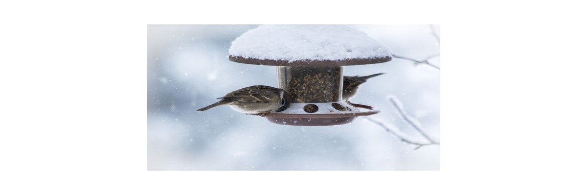 Vogelhaltung in einer Wintervoliere - Wintervoliere für Vögel sicher machen
