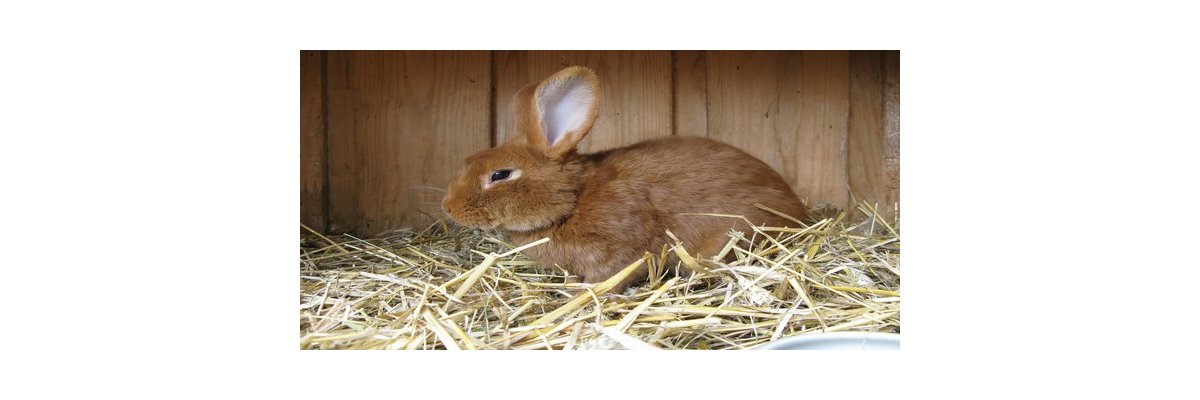 Kaninchen: Fakten zur artgerechten Haltung - Kaninchen: Fakten zur artgerechten Haltung