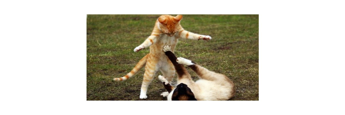 Spielaggressionen bei Katzen - 