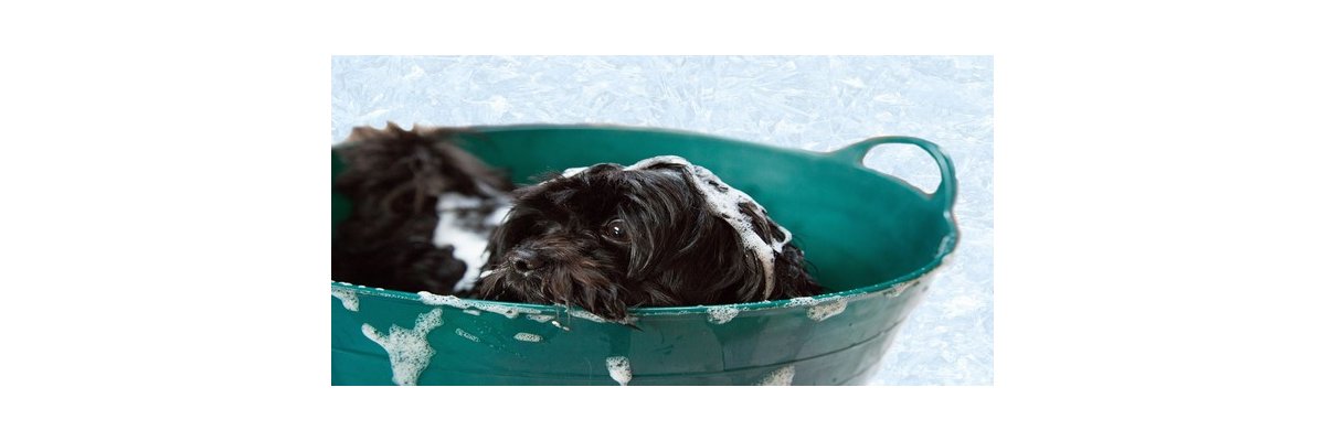 Hunde richtig baden – So geht’s! - Hunde richtig baden - Ihr Zoostore-Ratgeber