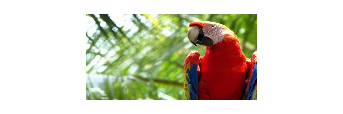 Papageien richtig erziehen - 