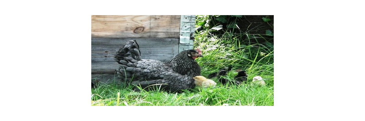Hühnerhaltung in der Stadt - Hühnerhaltung in der Stadt - der Zoostore-Ratgeber hilft weiter!
