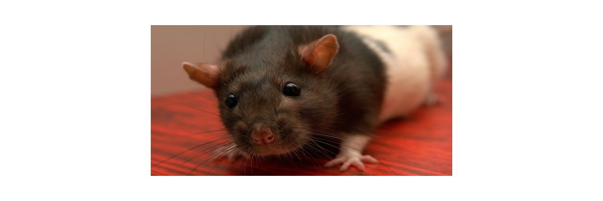 Farbratten richtig beschäftigen - Ihre Ratten richtig beschäftigen mit Tipps von Zoostore