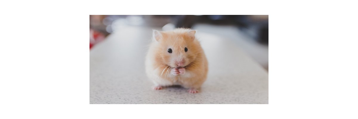 Der richtige Käfig für einen glücklichen Hamster - 