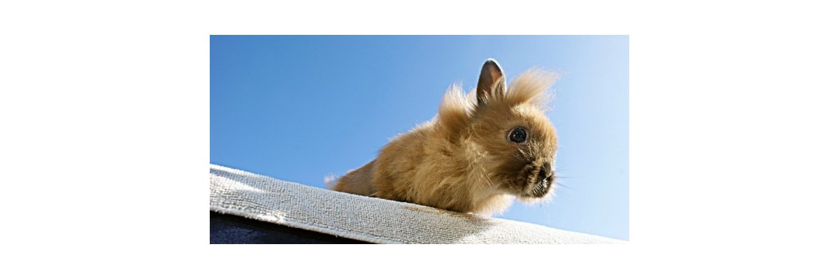 Kaninchenhop – Agility für Ihr Kaninchen - Kaninchenhop - die Sportart für Kaninchen