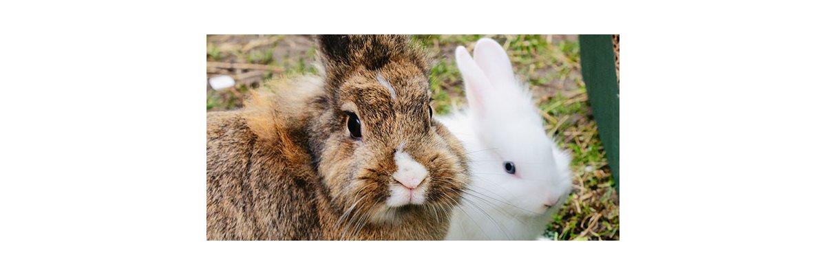 Innenhaltung von Kaninchen: Vitamin D - Kaninchenhaltung im Haus und Vitamin D