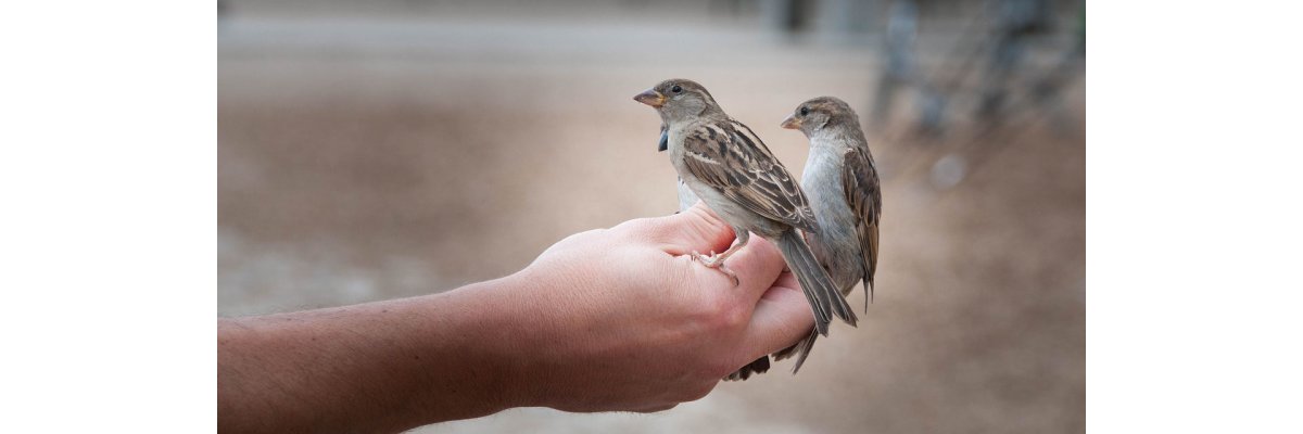Urlaubsbetreuung für Vögel - Betreuung für Vögel während des Urlaubs