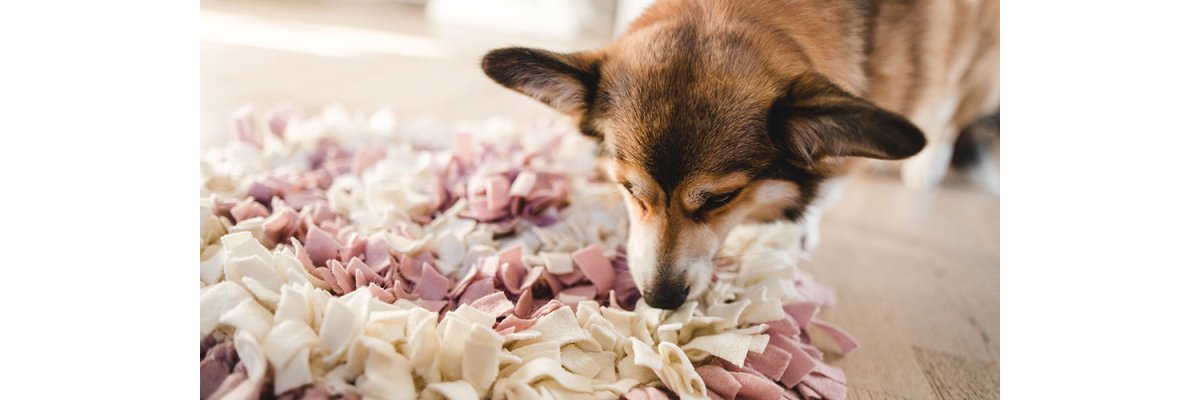 Spaß und Abwechslung für den Vierbeiner - Beschäftigung für Welpe &amp; Junghund, Hund &amp; Senior