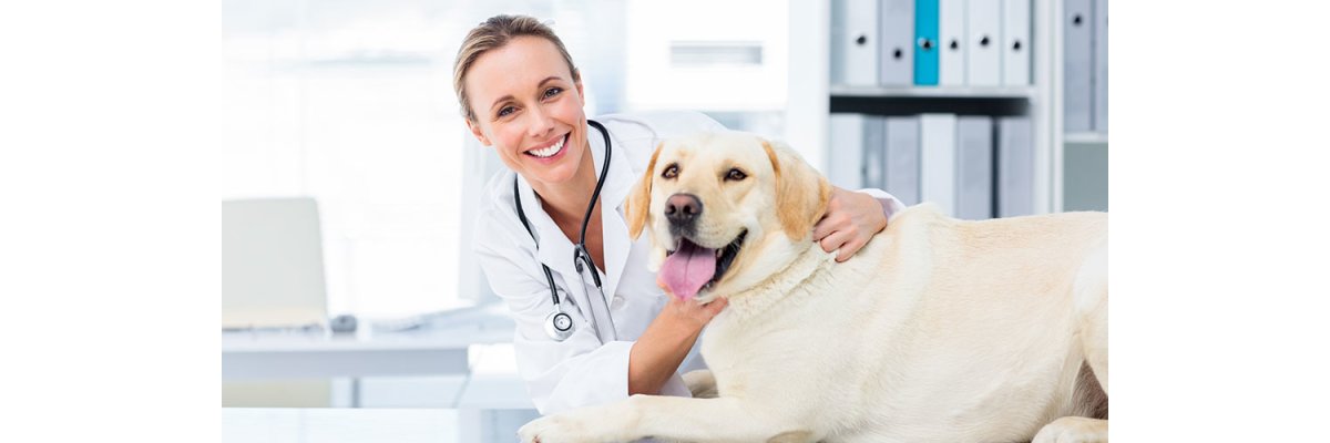 Der Tierarzt – im besten Fall ein Freund fürs Leben - 