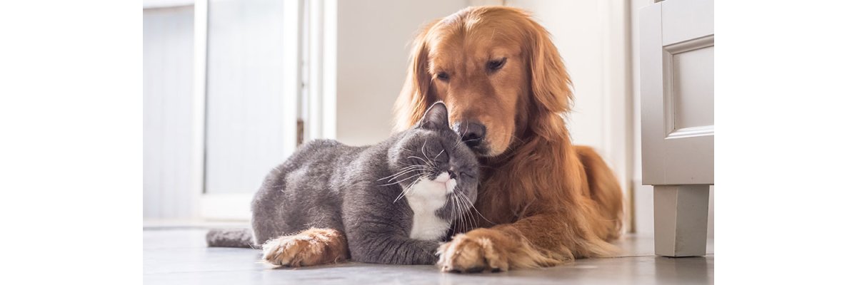 Hund und Katze zusammen – wie beide Freunde werden können - 