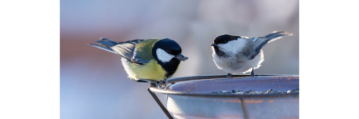 Futter für den Vogel – draußen und drinnen - 