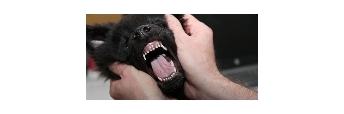 Zahnpflege für gesunde Hundezähne - 5 Tipps für die Zahnpflege beim Hund