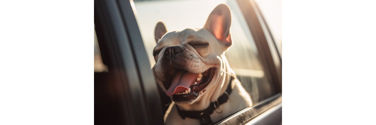 Hunde im überhitzten Auto  - Auto mit Hund in der Sonne parken. Gefahren, Tipps &amp; Gesetze