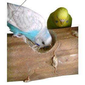 5er Sparpack Vogelspielzeug Nisthöhle Kozy Keet ideal für Sittiche und kleine Papageien