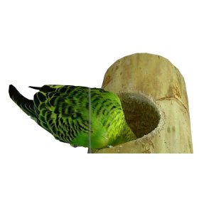 Economy Package 5 bird toy nesting box Kozy Keet ideal for parakeets and small parrots