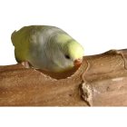 5er Sparpack Vogelspielzeug Nisthöhle Kozy Keet ideal für Sittiche und kleine Papageien