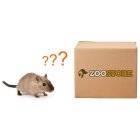 Überraschungsbox Überraschungs-Spielpaket Schatzkiste für Mäuse und Zwerghamster