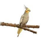 Bird perch Natural pepper wood seat branch Y-shape approx. 35 x 3.2 cm