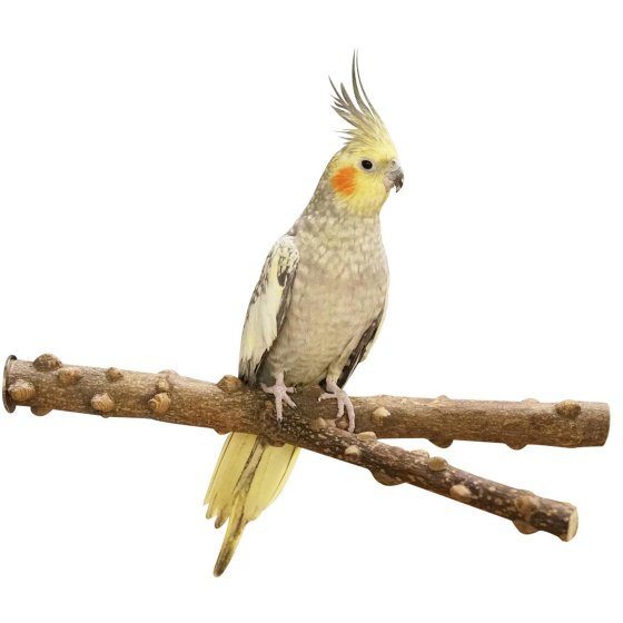 Bird perch Natural pepper wood seat branch Y-shape approx. 40 x 3.5 cm