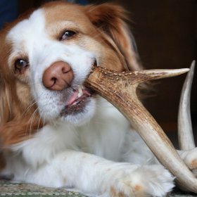 Red Deer - Antlers Chew Antler Chew Stick Dog Snack...
