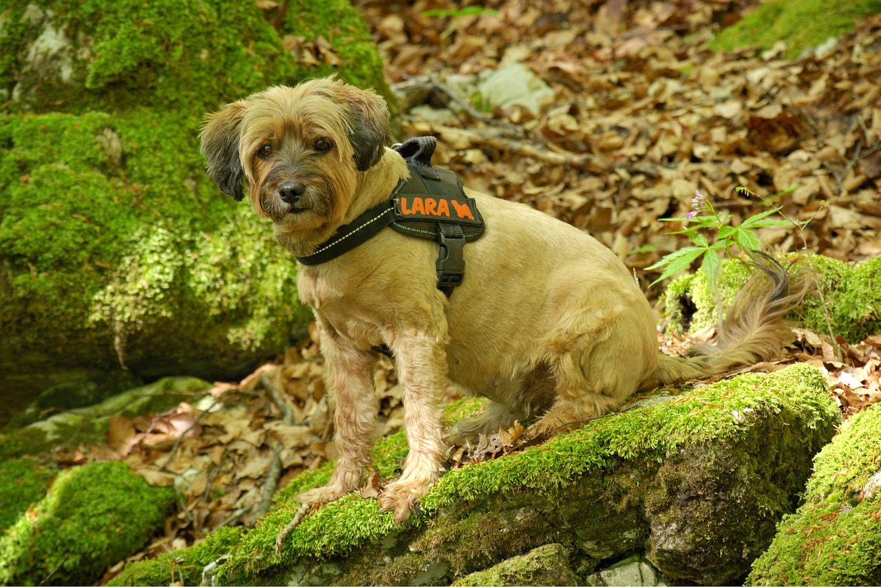 Hund Halsband vs. Geschirr Wald