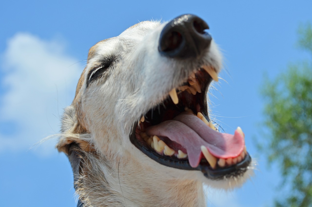 Hund Zahnpfege ungesunde Zähne