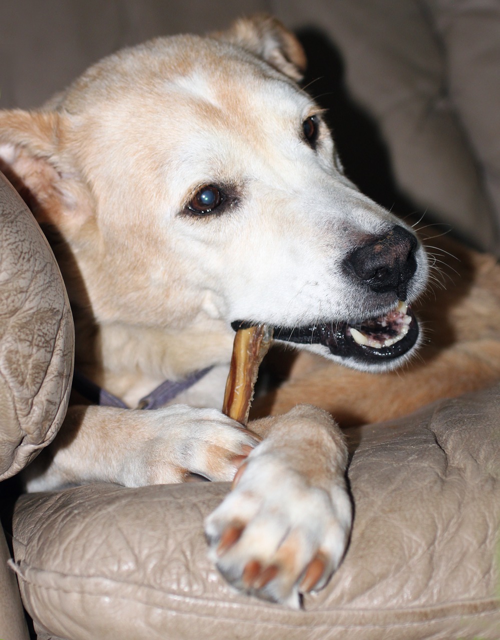 Hund Zahnpflege Kauartikel