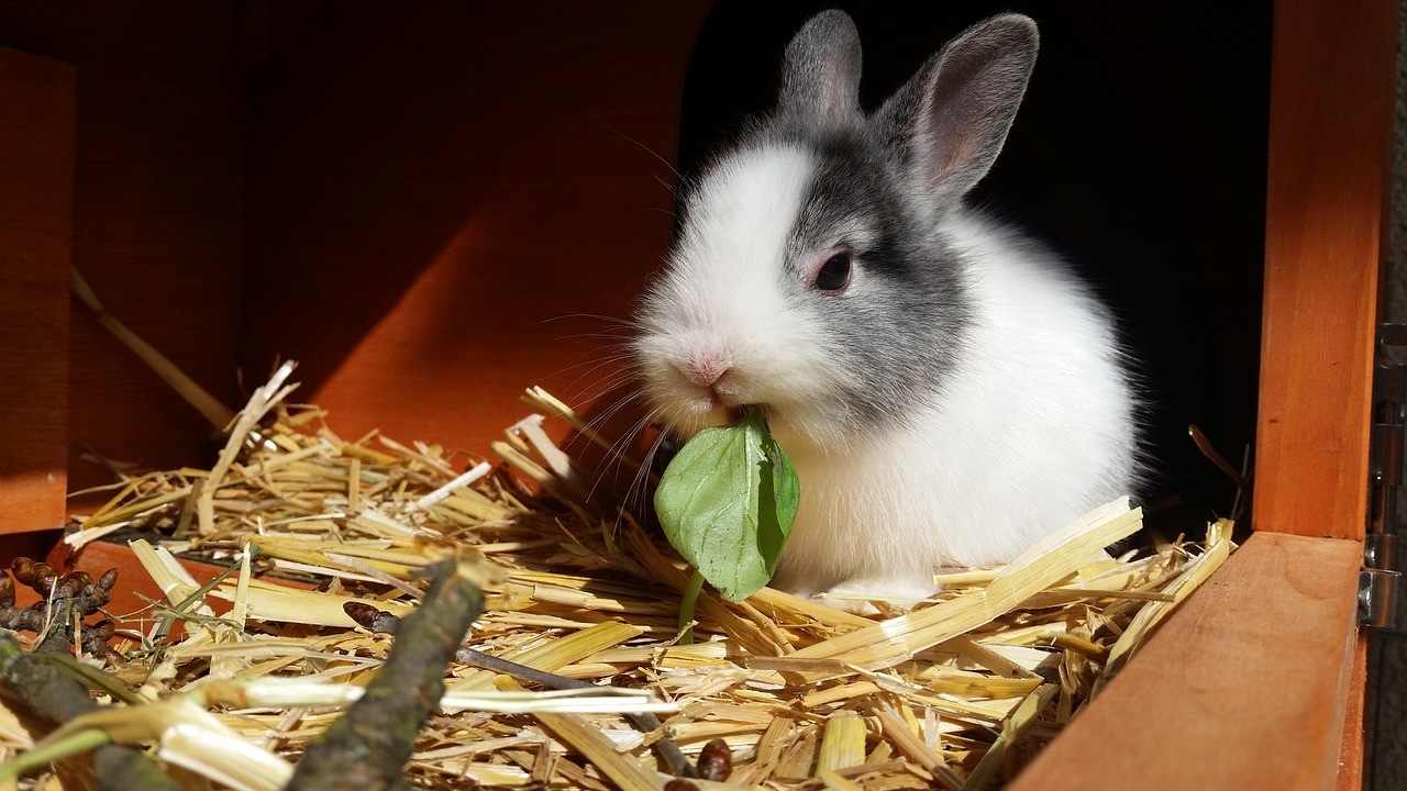 Kaninchen Vitamin D Innenhaltung